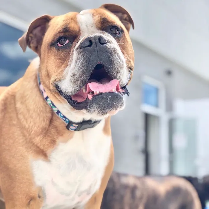 Boston Animal Hospital 9