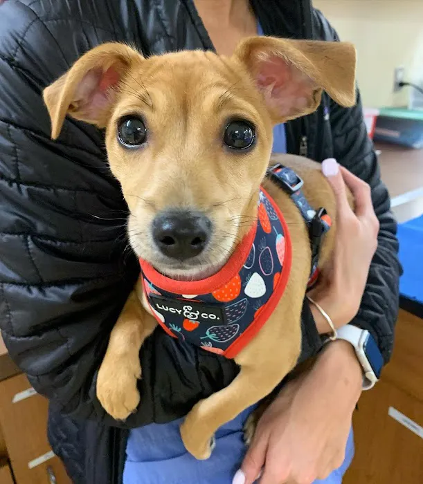 Boston Animal Hospital 10