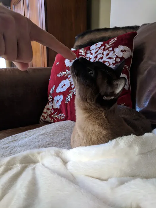 Pawsitive Touch 2