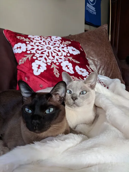 Pawsitive Touch 1