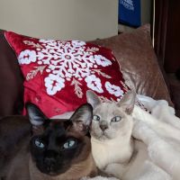 Pawsitive Touch ico