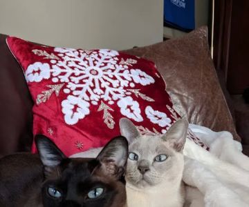 Pawsitive Touch