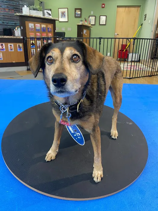 Boston Pet Rehabilitation 2