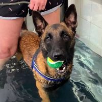 Boston Pet Rehabilitation ico