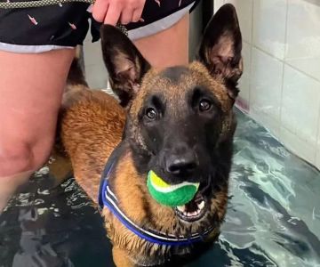 Boston Pet Rehabilitation