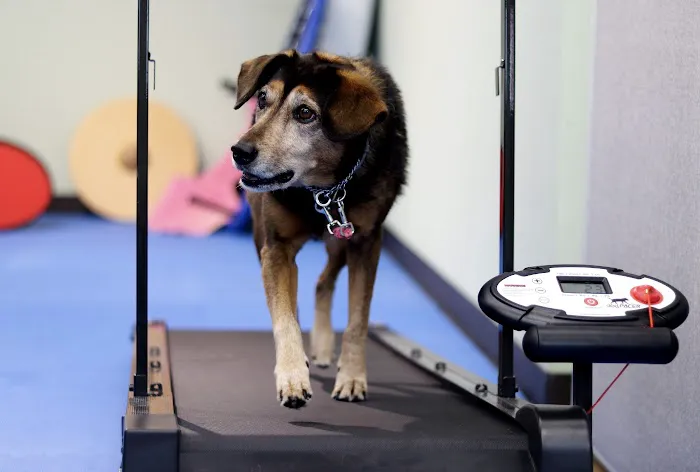 Boston Pet Rehabilitation 4
