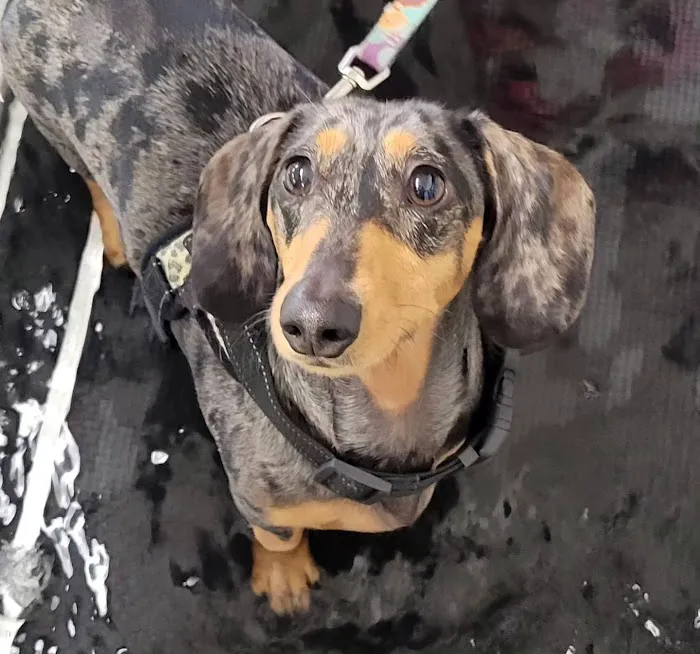 Boston Pet Rehabilitation 6