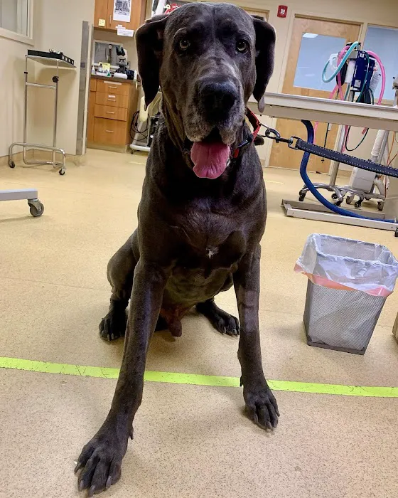 Boston Pet Rehabilitation 5