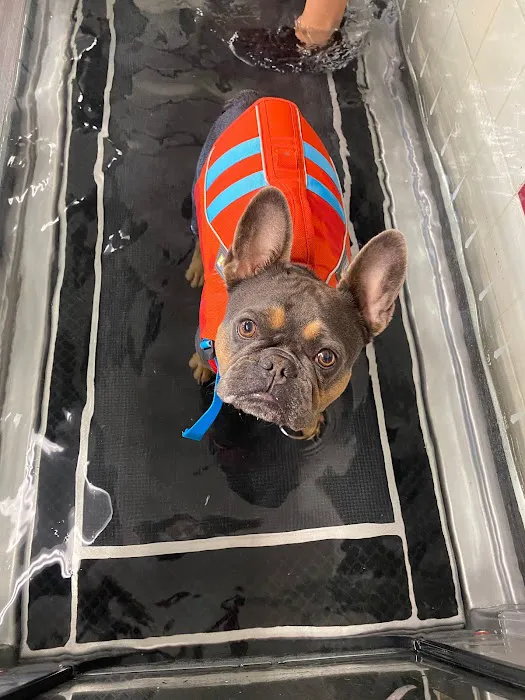 Boston Pet Rehabilitation 8