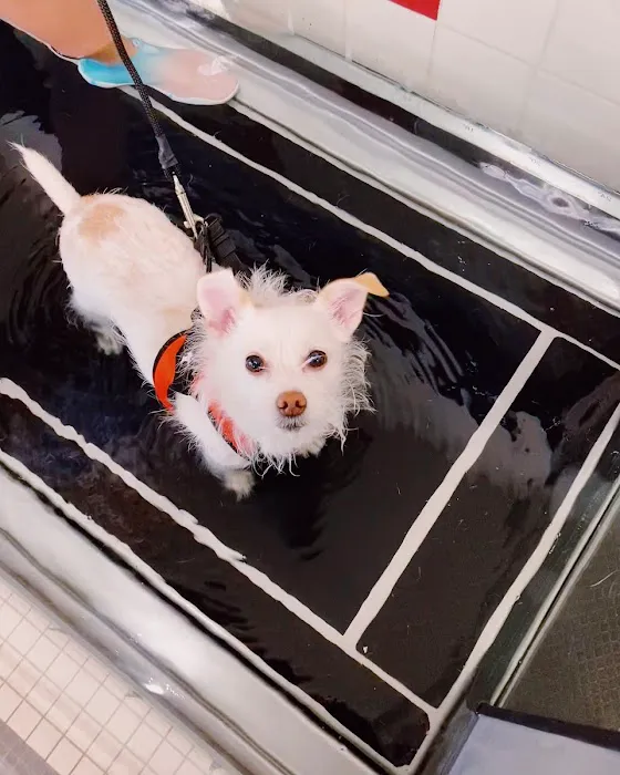 Boston Pet Rehabilitation 9