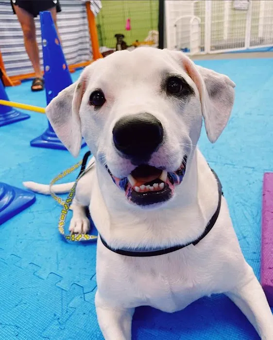 Boston Pet Rehabilitation 7