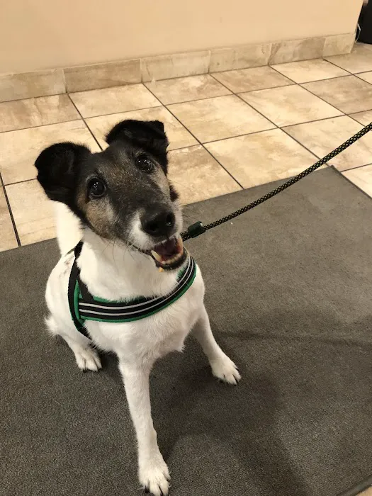 Boston Pet Rehabilitation 10