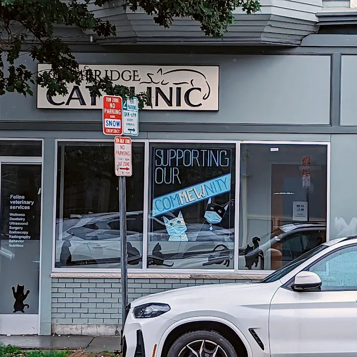 Cambridge Cat Clinic 4