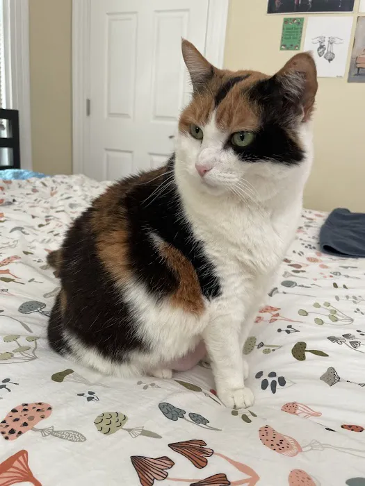 Cambridge Cat Clinic 7