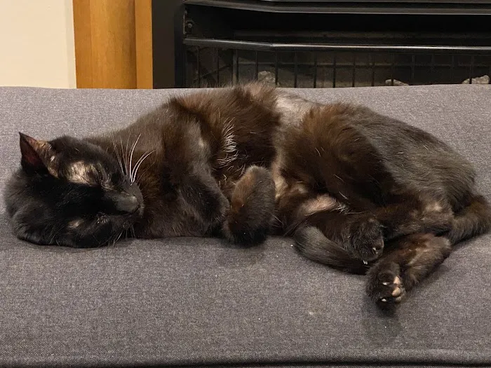 Cambridge Cat Clinic 8