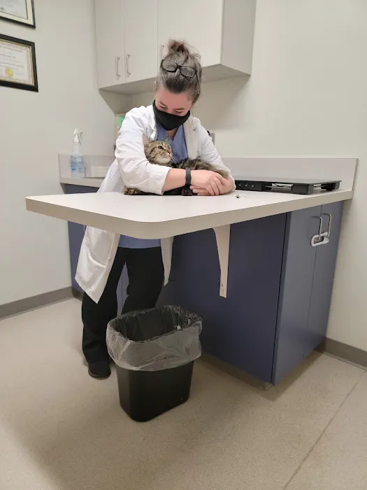 Cambridge Cat Clinic 10
