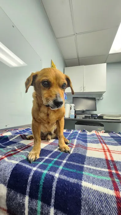 Neponset Pet Center & Animal Hospital 4