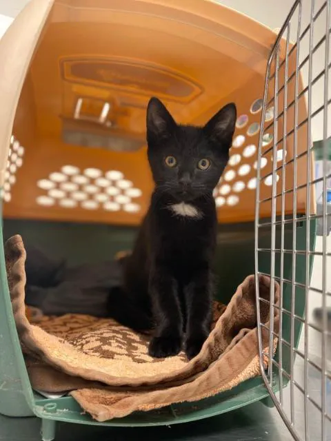 Neponset Pet Center & Animal Hospital 1