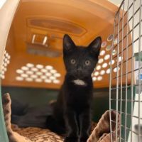 Neponset Pet Center & Animal Hospital ico