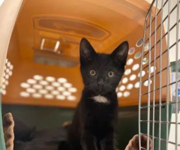 Neponset Pet Center & Animal Hospital