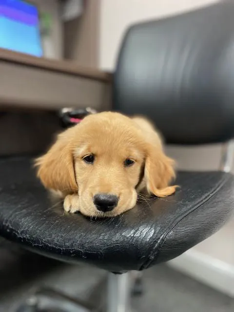 Neponset Pet Center & Animal Hospital 7
