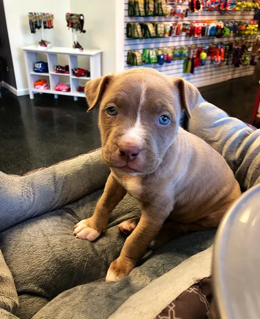 Neponset Pet Center & Animal Hospital 8