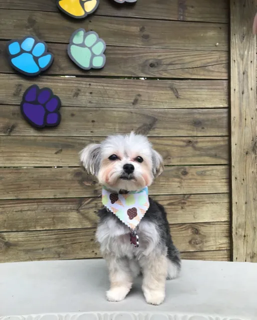 Neponset Pet Center & Animal Hospital 10