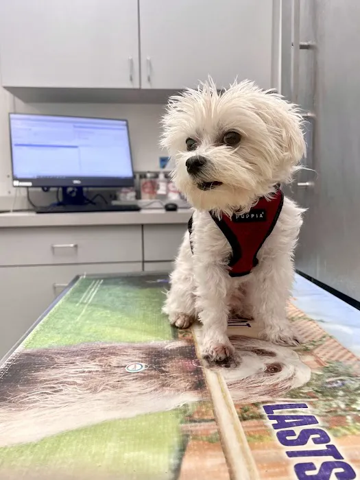 Boston Veterinary Care 1