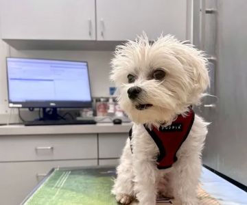Boston Veterinary Care