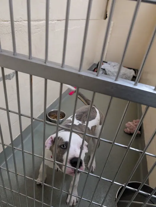Boston Veterinary Care 7