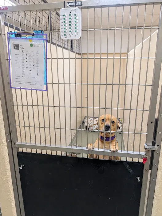 Boston Veterinary Care 4