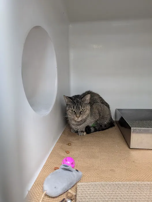 Boston Veterinary Care 5