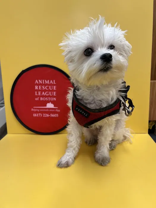 Boston Veterinary Care 8