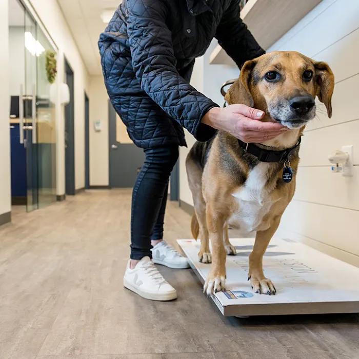 Boston Veterinary Clinic 2