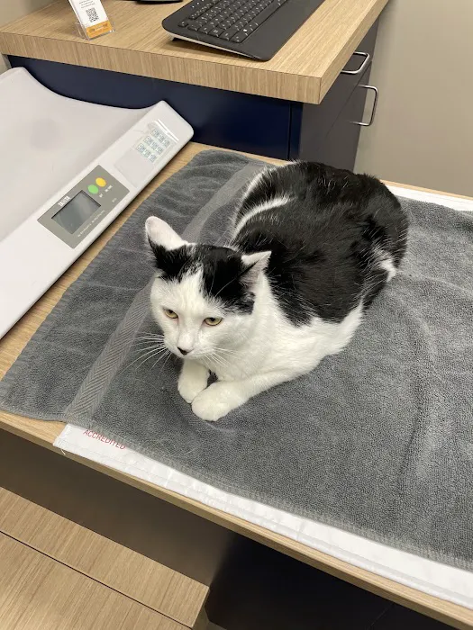 Boston Veterinary Clinic 1