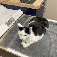 Boston Veterinary Clinic ico