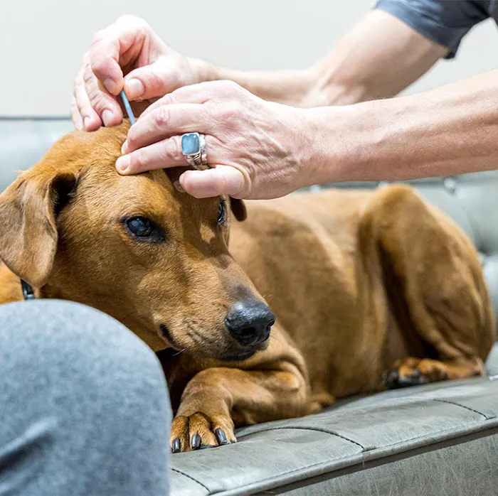 Boston Veterinary Clinic 3