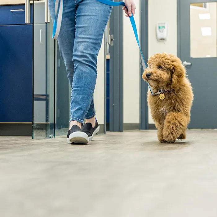 Boston Veterinary Clinic 6