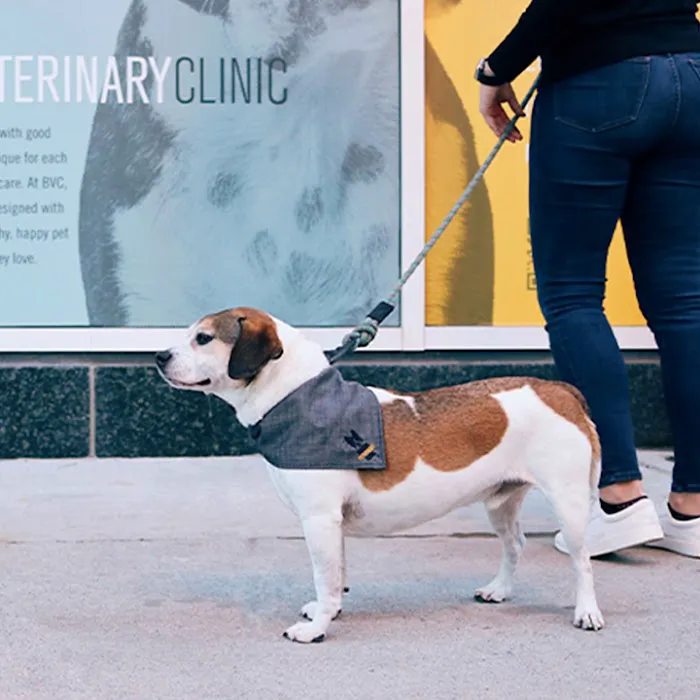 Boston Veterinary Clinic 7
