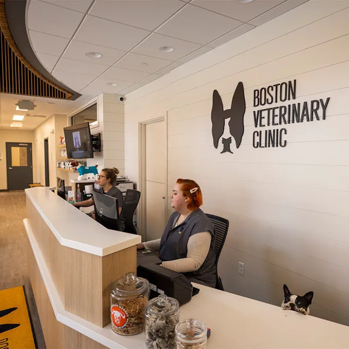 Boston Veterinary Clinic 10