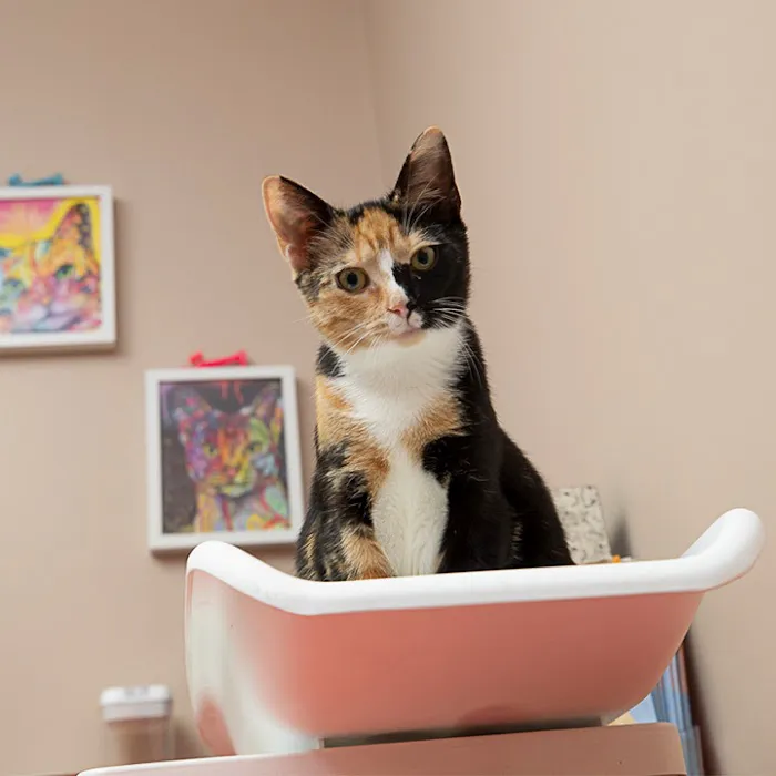 Boston Veterinary Clinic 3