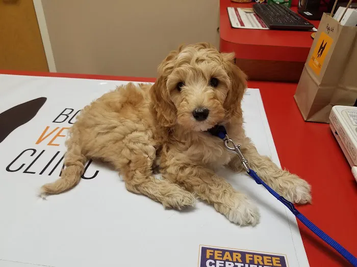 Boston Veterinary Clinic 6