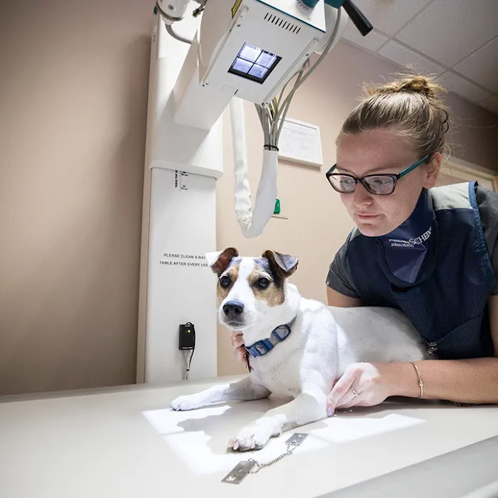Boston Veterinary Clinic 9