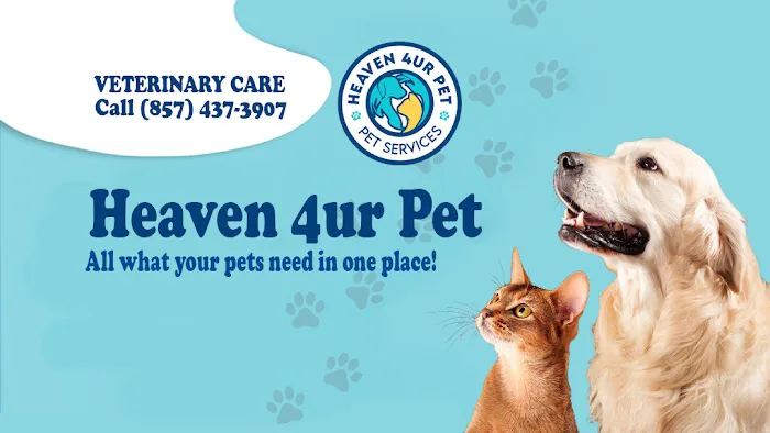 Heaven 4ur Pet Massachusetts 1