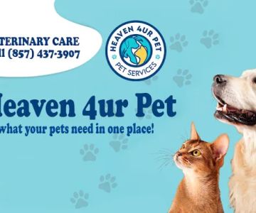 Heaven 4ur Pet Massachusetts