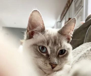 South Hingham Veterinary Services
