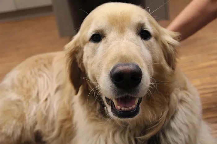 South Hingham Veterinary Services 4