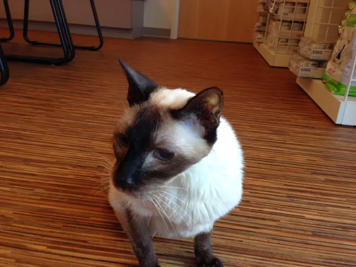 South Hingham Veterinary Services 5