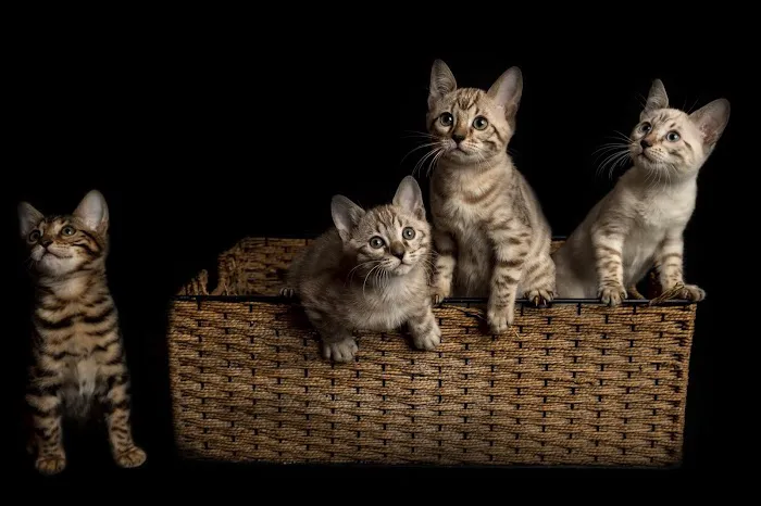Lucky 1st Bengal Kittens 1