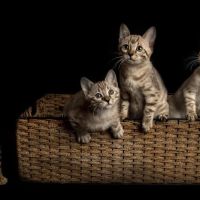 Lucky 1st Bengal Kittens ico